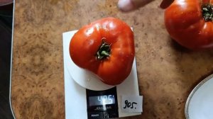 Томат подарок мужа