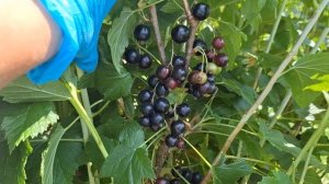 Сорт чёрной смородины Чёрный десерт‐ "вкусно и точка!"