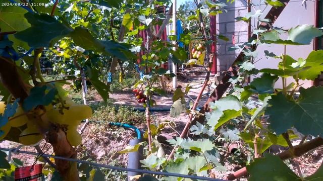 Г.Ф. Шакира, на прививке этого года. смотреть онлайн