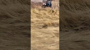 Уборка подсолнечника прицепным комбайном ПН 100 (виде?
