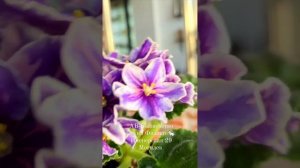 АВ-Тайны Востока, АВ-Волшебство, Mac's Carnival Clown - красивы?