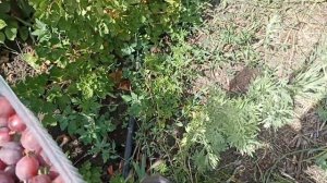 Крыжовник ГАЛАТЕЯ крупноплодный сладкий сорт обзор и