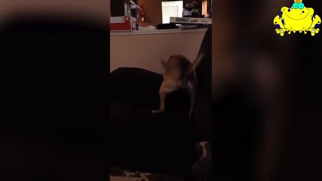 #69 ПРИКОЛЫ С КОТАМИ | КОТЫ 2019 | FUNNY CATS | ПОПРОБУЙ НЕ ЗАСМЕЯТЬСЯ смотреть онлайн