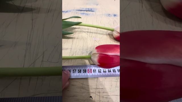 Тюльпан из луковицы 11+ смотреть онлайн