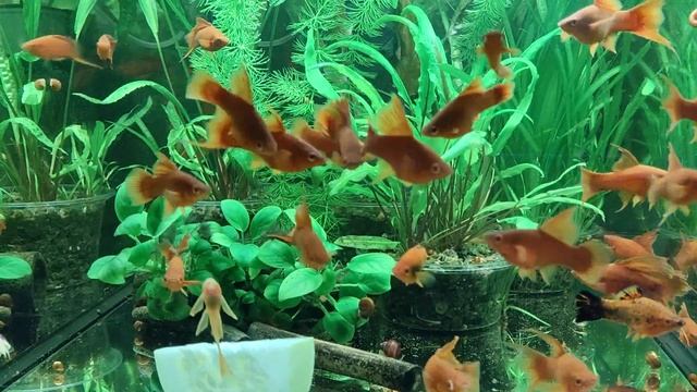 месеносцы/анциструсы/кабачок #sumy #аквариум смотреть онлайн