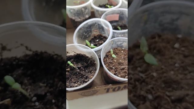 Сею томаты, сортов куча, довольная!))) #зима #томаты#семе смотреть онлайн