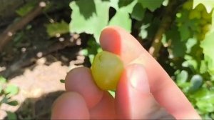 ЗОЛОТОЙ ТЕЛЕЦ и ФИШКА новинки винограда Калугина Викт