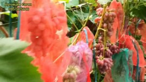 Повний огляд на виноград Масон. 2024