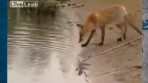 Смотрите как лиса ворует рыбу  Приколы на рыбалке