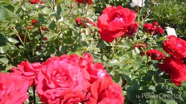 Роза Ingrid Bergman (Ингрид Бергман) смотреть онлайн