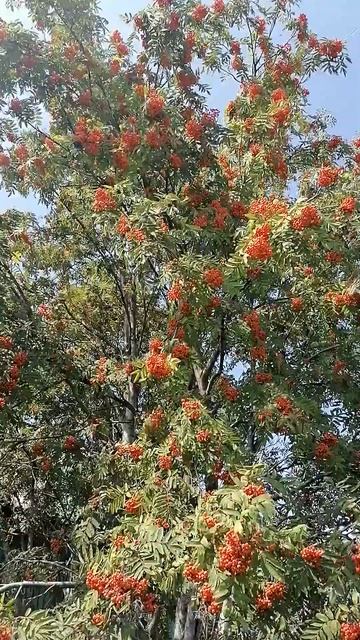 деревня рябина смотреть онлайн