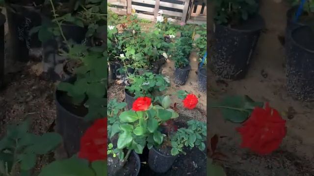 Продолжают распускаться розы в Садовнике на Костромс? смотреть онлайн