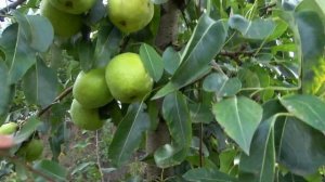 ЗИМНЯЯ из ВИРа, ЗОЛОТИСТАЯ: поздне-зимние сорта груши