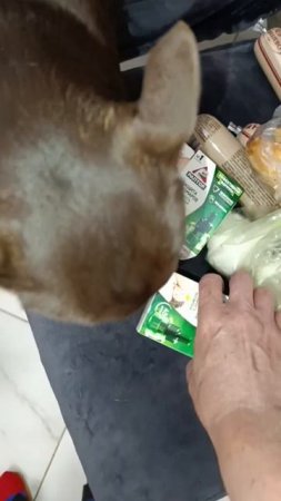 Покупки охраняет.