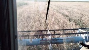 КОМБАЙН ВЕКТОР 410 НА ПОЛЕ / ВЫГРУЗКА ЗЕРНА В К700