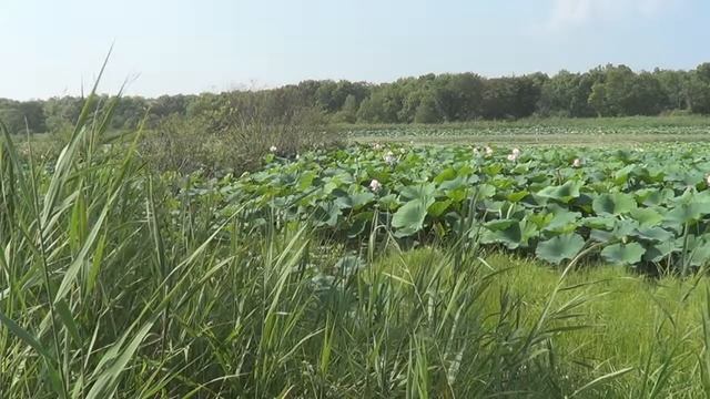 Лотосы - цветение. Приморский край (Дальний Восток) смотреть онлайн