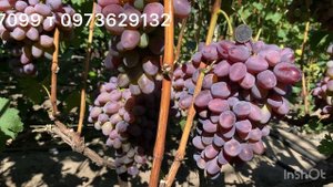 Виноград Черниговский неукрывной