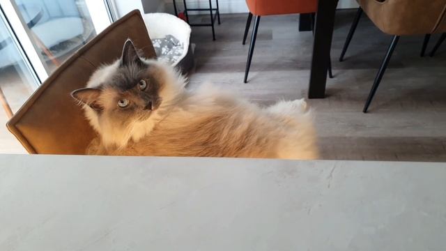 881. ВКУСНЫЙ И ПОЛЕЗНЫЙ ЗАВТРАК ИЗ КАБАЧКА. смотреть онлайн