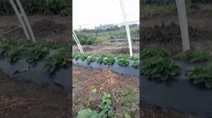 малина вайолет