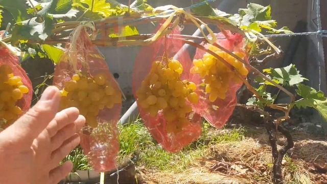 Ну вот и пришло время собирать первый виноград. Сорт Л? смотреть онлайн