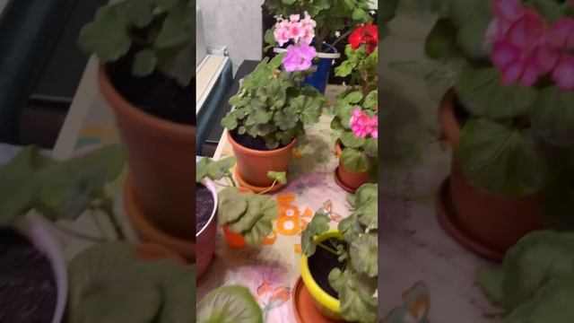 Мои цветочки начали цвести☺️✨ #цветы #дети #весело #в? смотреть онлайн