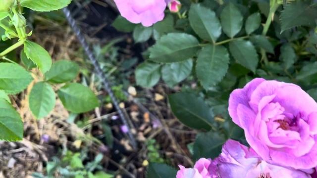 Роза Blue for You Блю фо Юфлорибунда Peter J. James Великобритан