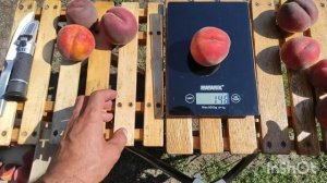 Персик Роял Ли/Peach Royal Lee. Очень вкусный сорт.