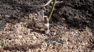 Успешная Прививка Персика ранней весной Окулировкой ?