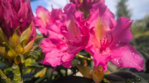 Зацветают рододендроны - май 2025