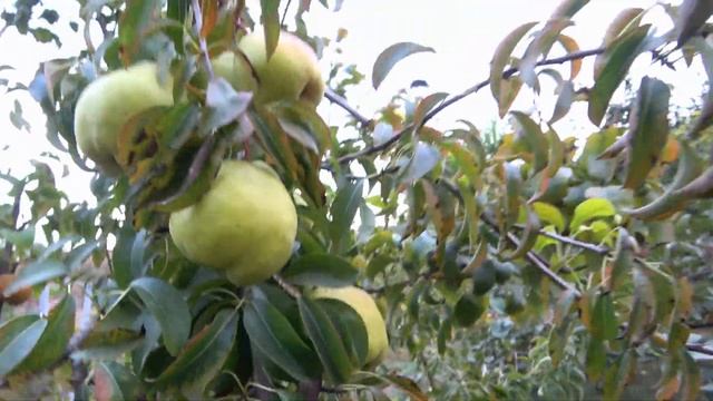 Новинка коллекции! Груша ДЕВЕЦИ (ДЕВЕЧИ), родом из Турц смотреть онлайн