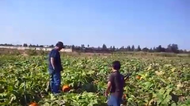 Фрезно.Октябрь2011г.Все собирают тыквы для Тимоти-- бра? смотреть онлайн