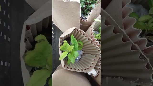 Ещё новиночки пришли! Как и что  пережило пересылку!