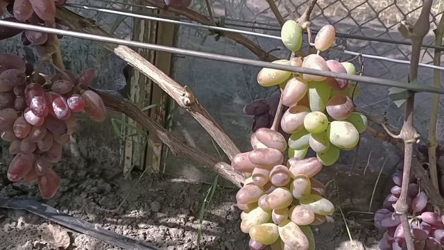 Виноград Байконур починає достигати смотреть онлайн