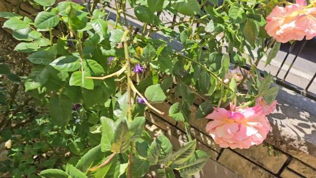 Прекрасная роза Августа Луиза😍 смотреть онлайн