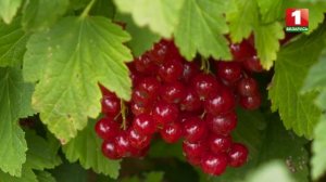 О сортах красной и розовой смородины Ласуня, Ровада и