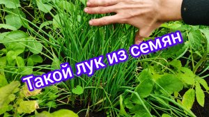 Лучшая рассада лука из семян! Делюсь опытом как получить супер урожай за сезон.