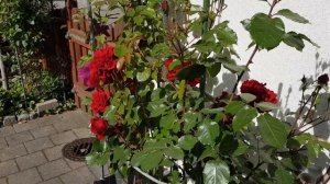 Rоse ISABEL RENAISSANCE 🏡 роза Изабель Ренессанс