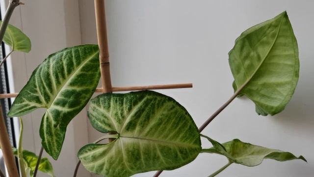 Сингониум.Рекомендации по уходу,освещение,подкормки. смотреть онлайн