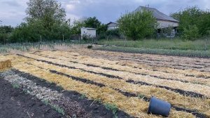 САМОЕ ЛУЧШЕЕ УДОБРЕНИЕ ДЛЯ КАРТОФЕЛЯ ВЕСНОЙ//Урожай к?