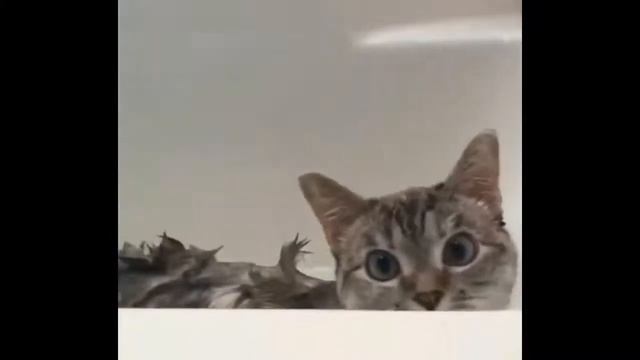 СМЕШНАЯ GOOGLE ОЗВУЧКА 2020 ГУГЛ ОЗВУЧКА СМЕШНАЯ ОЗВУЧКА ЖИВОТНЫХ РОБОТОВ ПРИКОЛЫ РЖАЧ #15