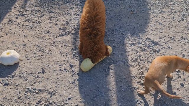 какой вкусный кабачок 😋 дом чихуахуа и той-пудель Кас смотреть онлайн