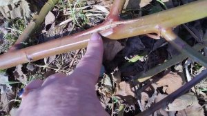 Ежевика Натчез, результат зимовки. 2.04.25