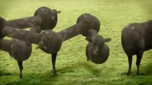 Прикольные коровы.