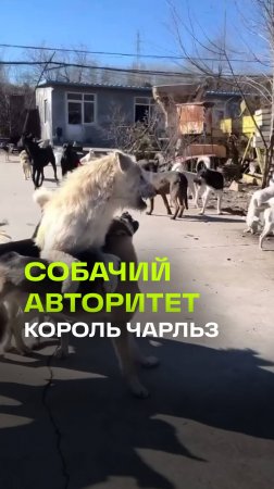 Собачий «Крестный отец» держит в страхе целую свору и взорвал иностранные соцсети