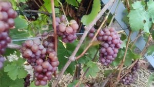 Виноград Аромелла, Цитронный Магарача, Зигерребе, Йох?