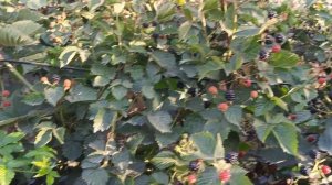 Ежевика Кэддо, 10.07.24