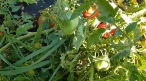 Томат Соколиный клюв. Лежачая элита открытого крунта.