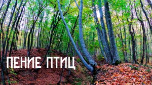 Пение птиц / Звуки природы / Музыка для создания гармонии вокруг