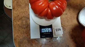 Томат итальянская пышка Тежеле