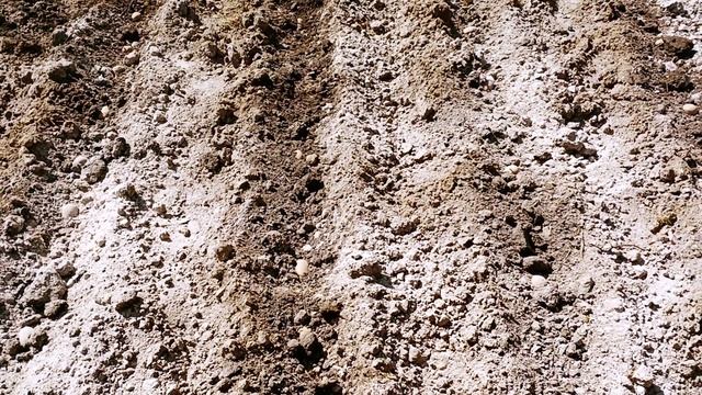 Сеитба на картоф, немски сорт "Сорая-Вега" смотреть онлайн